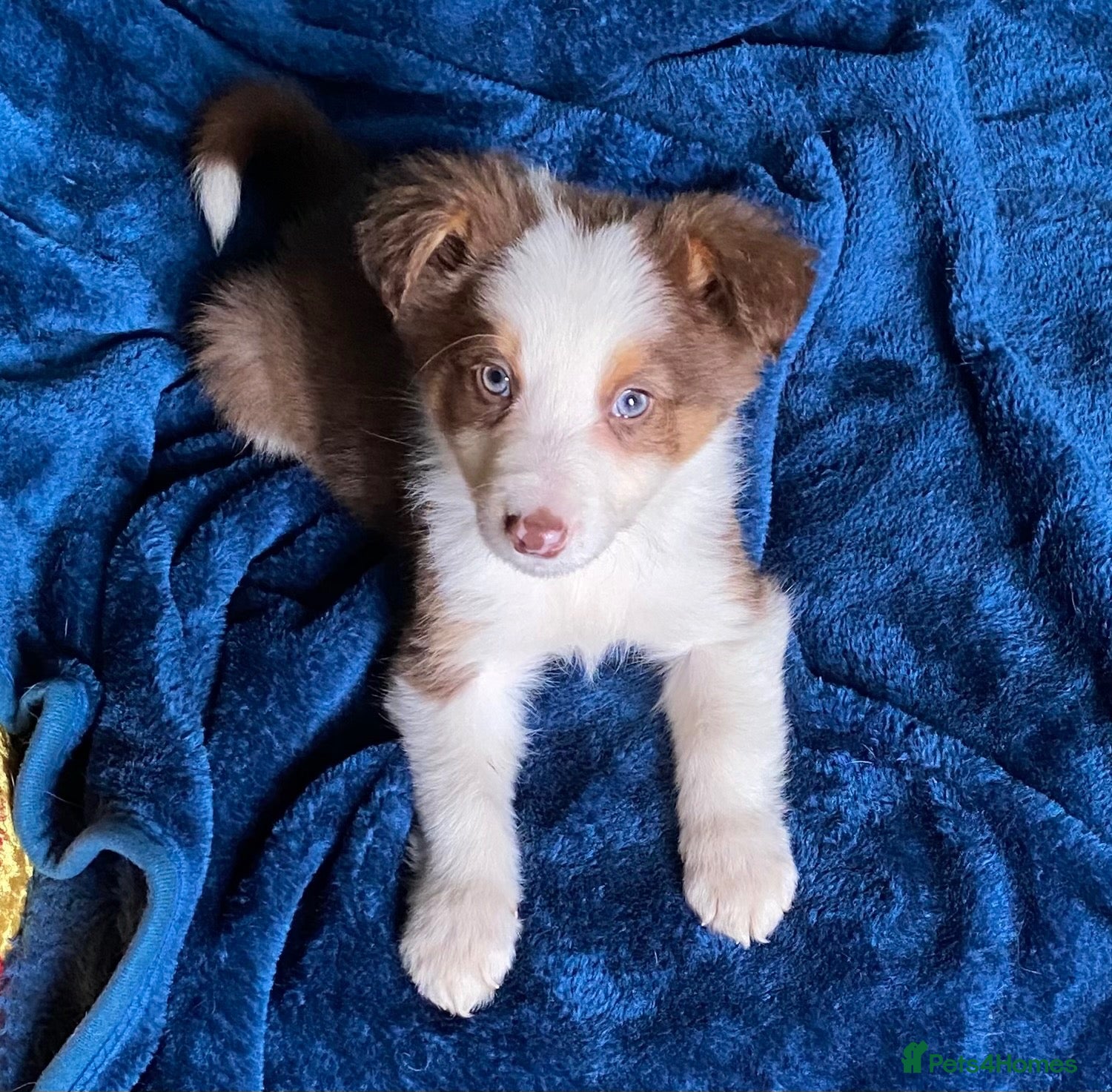 Border Collie dogs Fabulous Red Border Collie Puppies - Advert 2