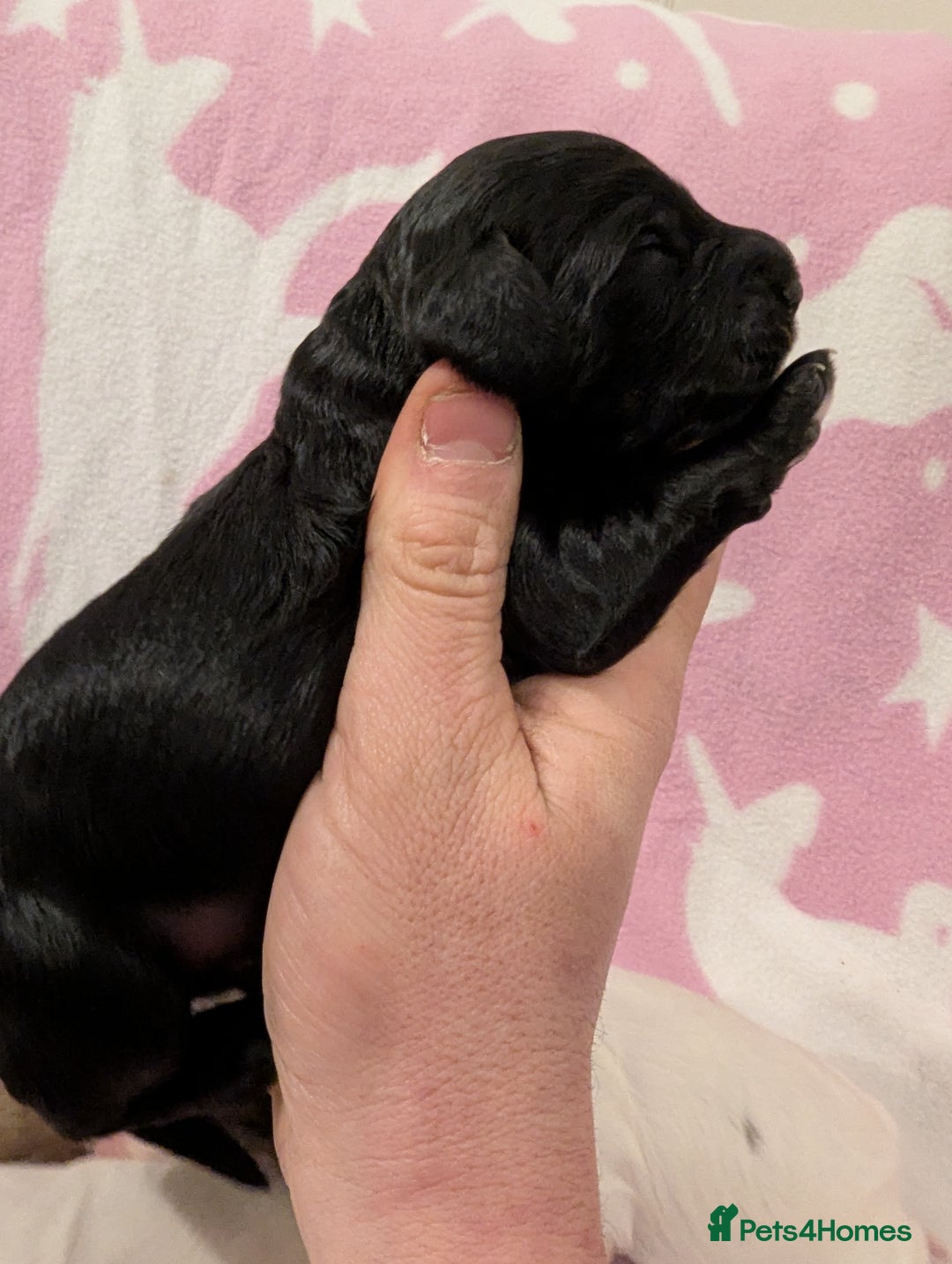 Cockapoo dogs for sale: Stunning Cockapoo Puppies Fully DNA health tested - Advert 14