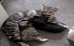 Domestic Shorthair cats for sale: Gorgeous male and female kittens for sale. - Image 7