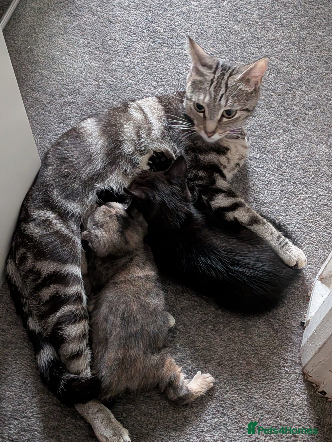 Domestic Shorthair cats for sale: Gorgeous male and female kittens for sale. - Image 7