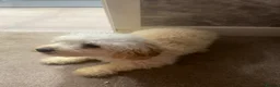 Poochon dogs for sale: Female Poochon  - Advert 6