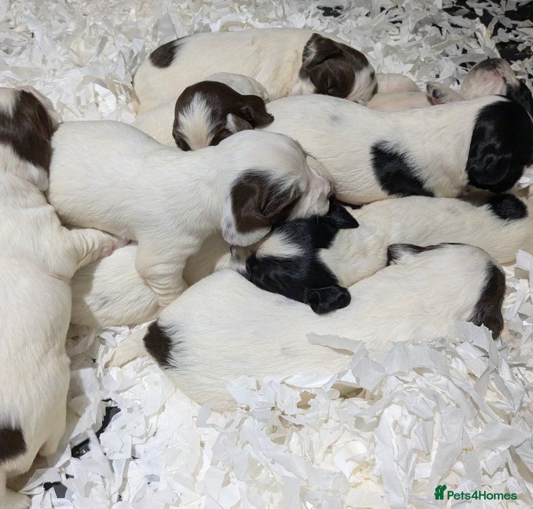 English Springer Spaniel dogs for sale: Speckled mixed colour ESS pups,TESTED PARENTS - Image 14