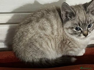 Mixed Breed cats - Advert 36