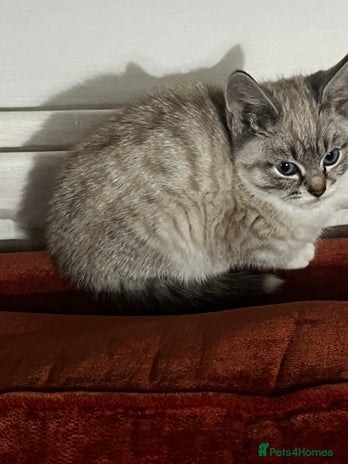 Mixed Breed cats - Advert 9