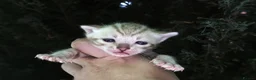 Bengal cats for sale: TICA REGISTERED SNOW BENGAL - Advert 7