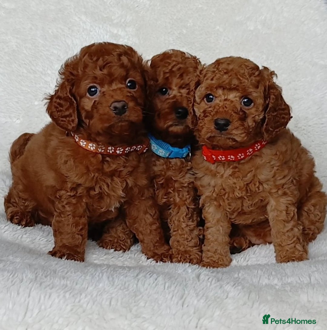 Cavapoo dogs for sale: Exquisite F1B Cavapoo Puppies - Image 8