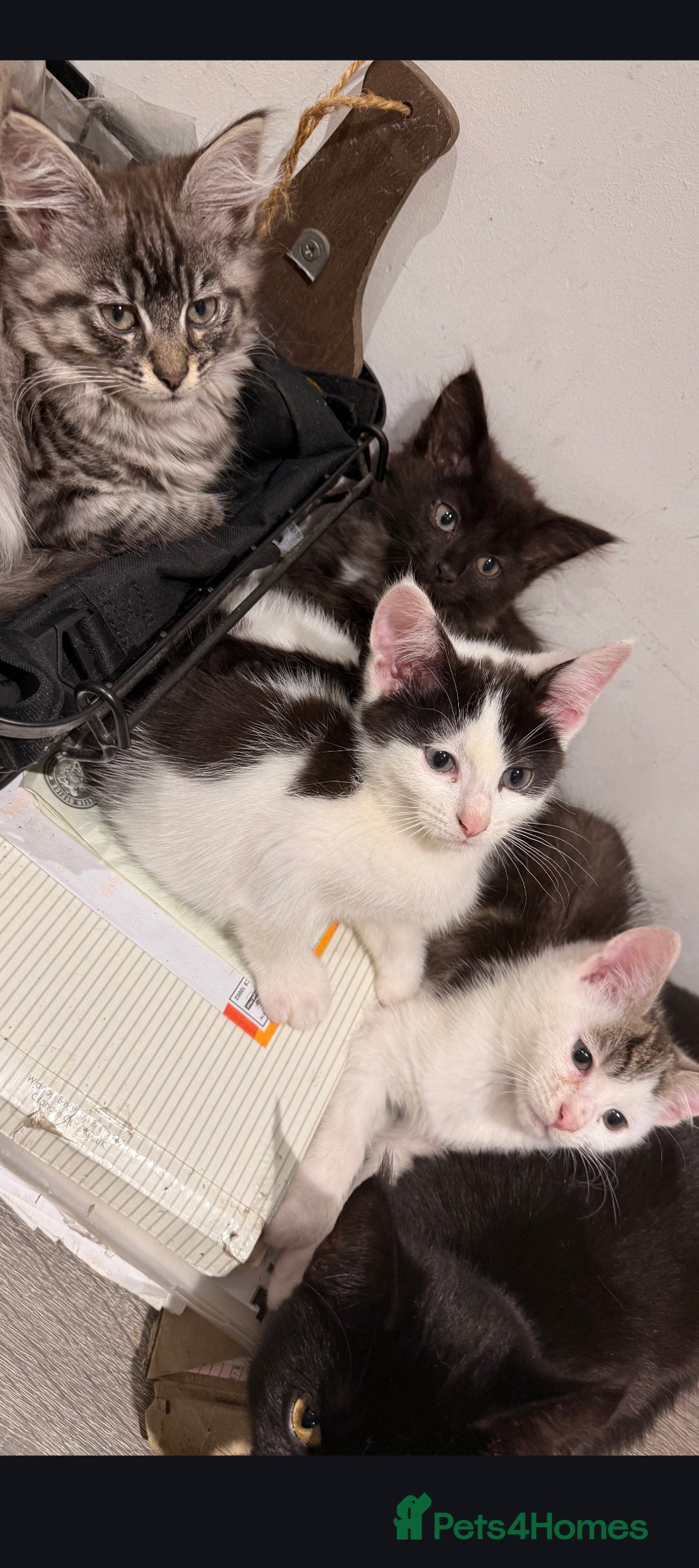 Mixed Breed cats for sale: Kittens  - Advert 5