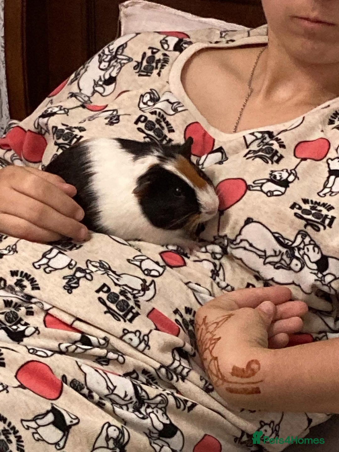 Guinea Pig rodents for sale: Male guinea pigs with cage and accessories  - Image 8