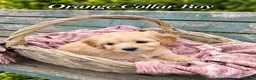 Goldendoodle dogs for sale: Miniature Golden Doodles - Merle, Red & Black  - Advert 9