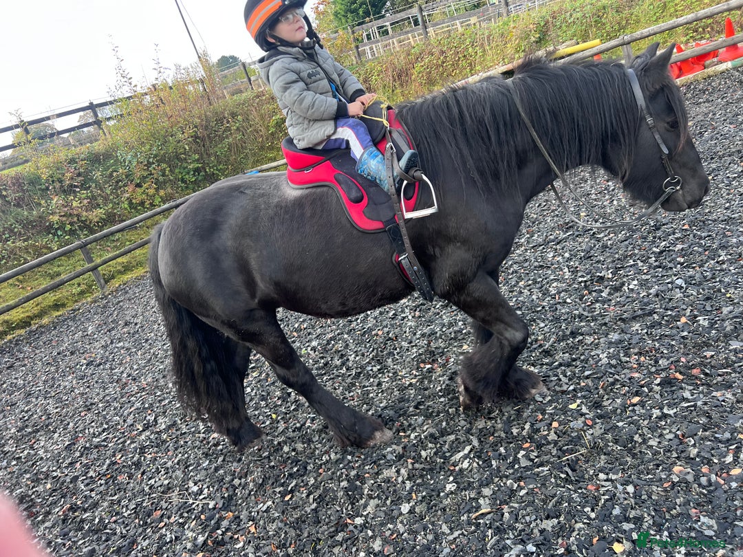 Fell horses for sale: Cob x Fell mare 10yrs old  - Advert 13