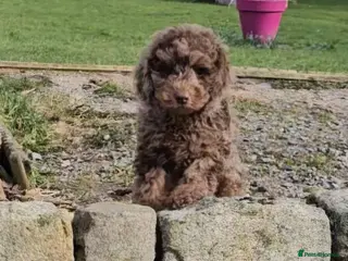 Cavapoo dogs 1 chocolate merle phantom boy available- Ready now - Advert 2