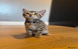 Bengal cats for sale: Ava’s Finest Pure Bengals, THREE Kittens Left. . . in Northampton - Image 28