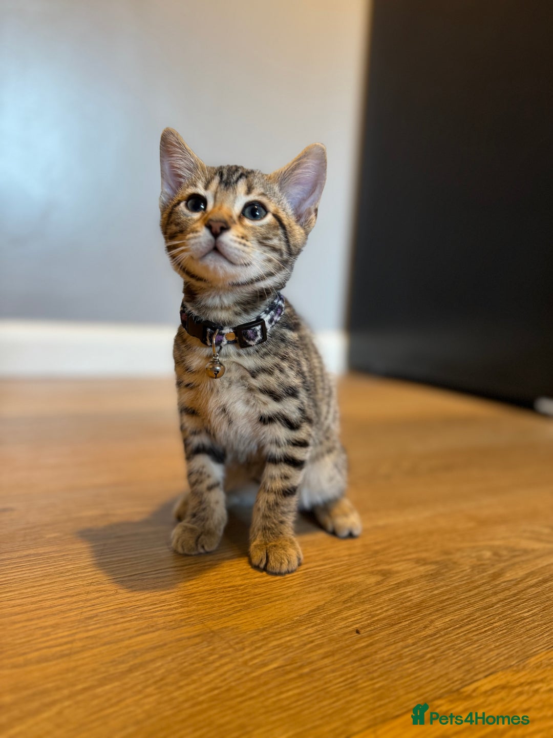 Bengal cats for sale: Ava’s Finest Pure Bengals, THREE Kittens Left. . . in Northampton - Image 28