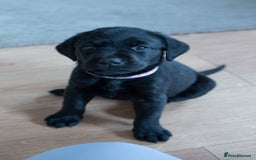 Labrador Retriever dogs for sale: Adorable Labrador Retriever Puppies  🐶💛 - Image 24
