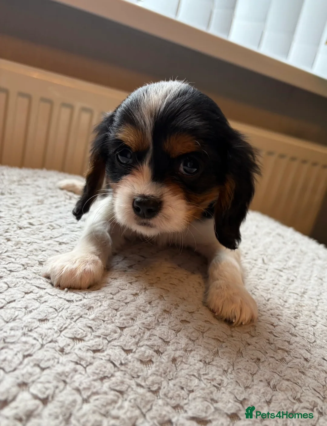 Cavalier King Charles Spaniel dogs for sale: Tri/ Blenheim Cavalier King Charles Puppies ready  - Advert 23