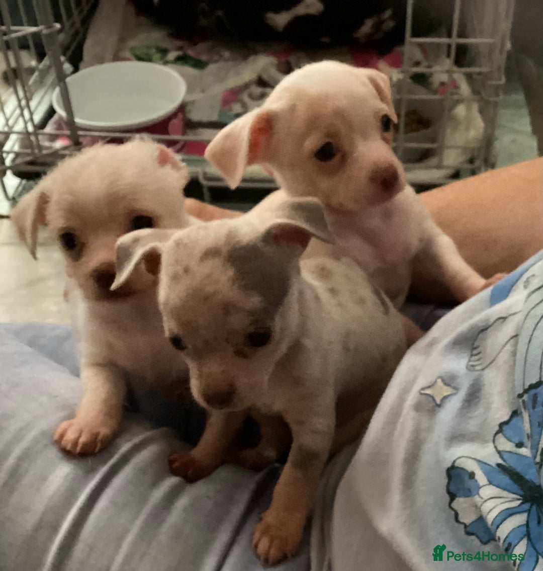 Chihuahua dogs for sale: Absolutely stunning chihuahua puppies  - Image 8