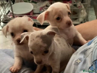 Chihuahua dogs - Advert 3