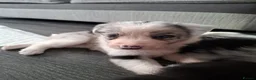 Border Collie dogs for sale: Merle Boarder collies - Advert 9