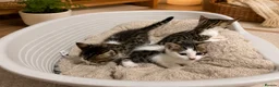 Bengal cats for sale: Bengal cross  - Advert 3