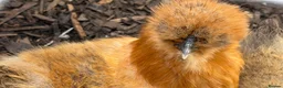 Chickens poultry for sale: Bantam silkie hens - Advert 3
