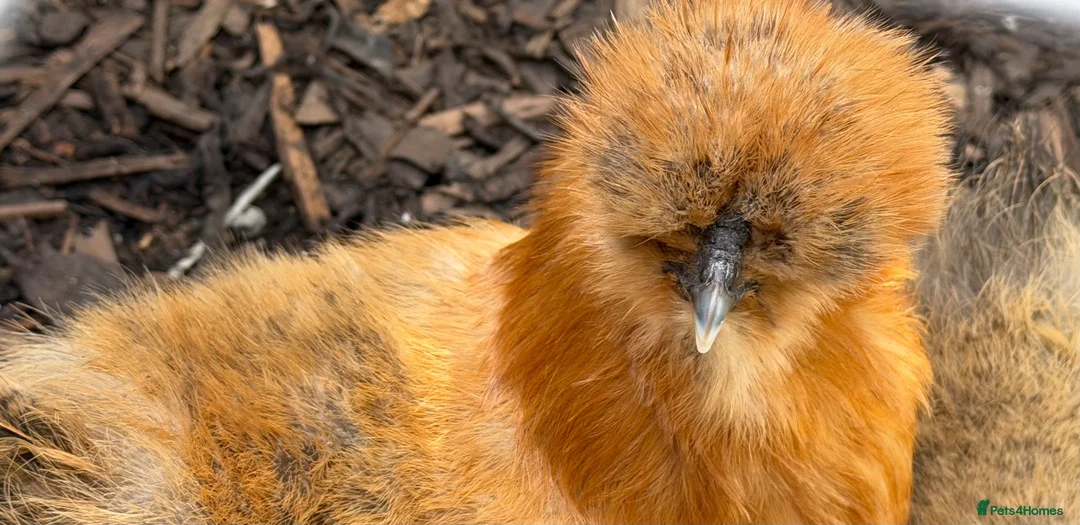 Chickens poultry for sale: Bantam silkie hens - Advert 3