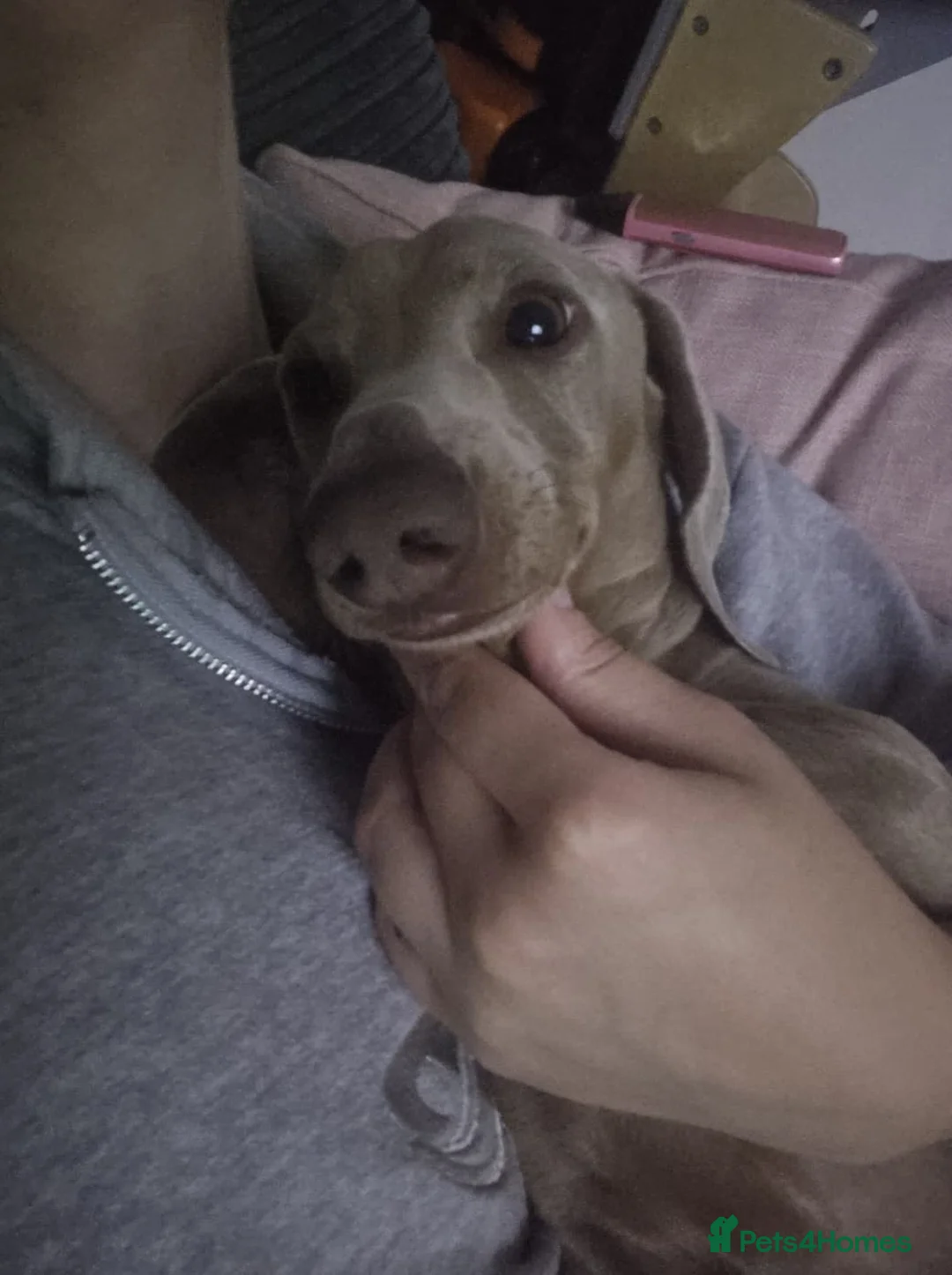 Dachshund dogs for sale: Milo Male Dachund  - Advert 6