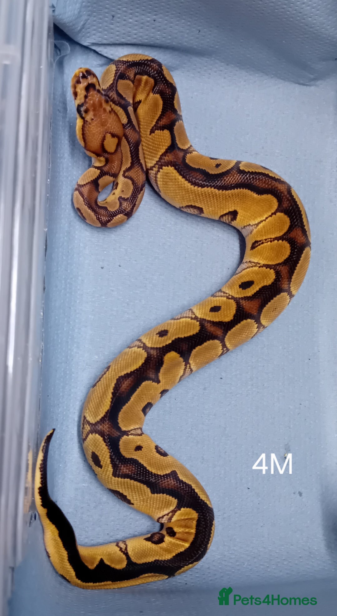 Python Snake reptiles for sale: Hatchling Male Royal Python's  - Advert 5