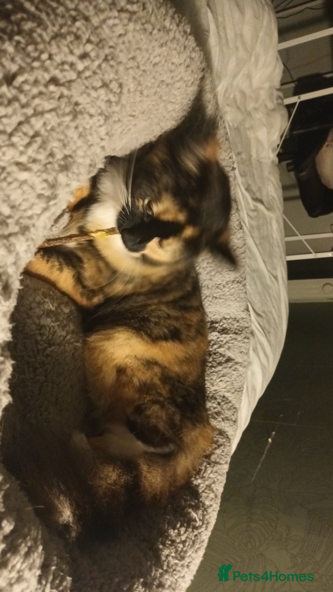 British Longhair cats for sale: Calico kitty for sale - Bella - Image 5