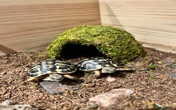 Hermann Tortoise reptiles for sale: Two Dwarf Hermann Tortoises & full set-up - Image 7
