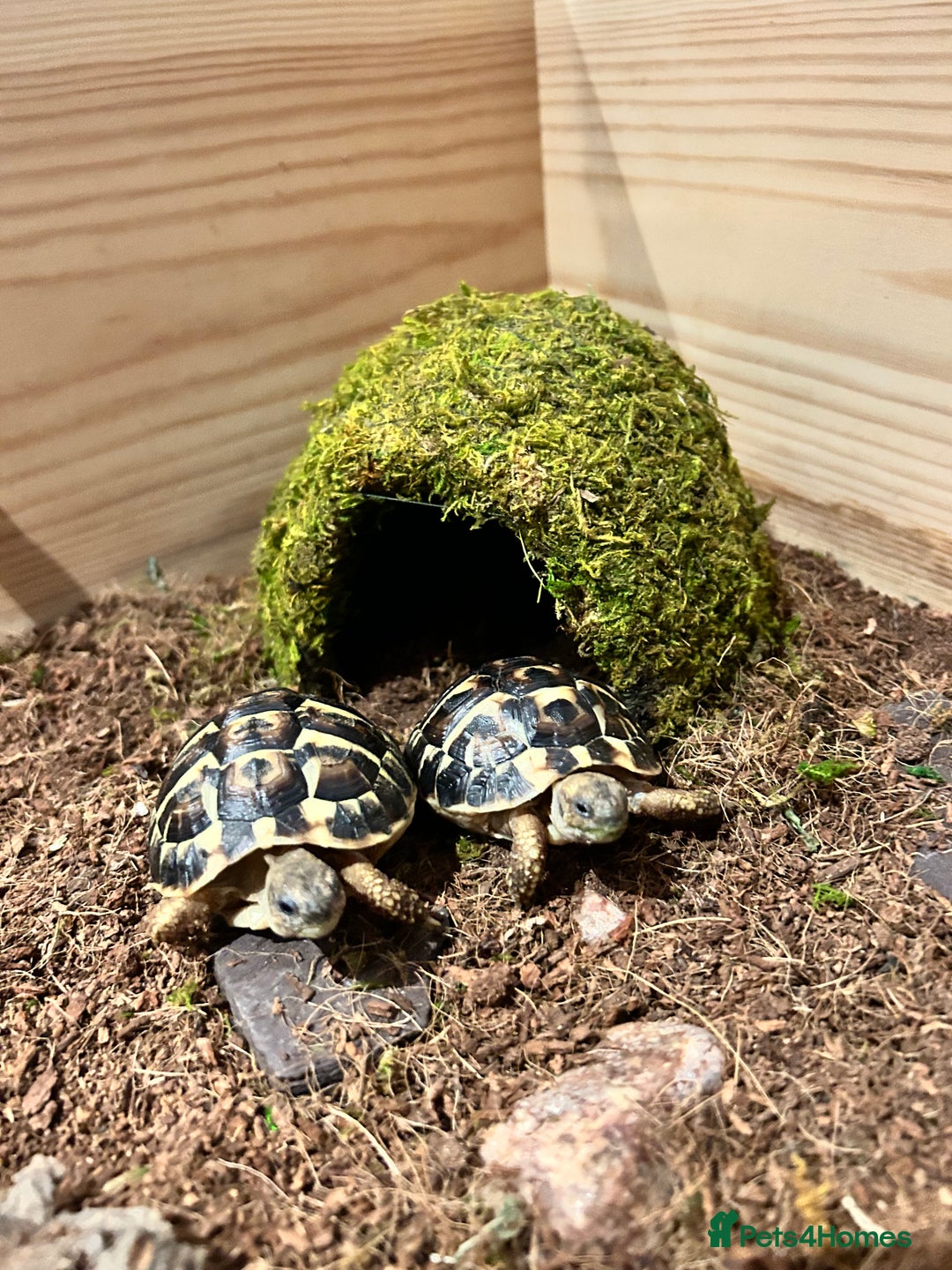 Hermann Tortoise reptiles for sale: Two Dwarf Hermann Tortoises & full set-up - Image 7