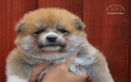 Japanese Akita Inu dogs for sale: ♥OUR PUPPIES ARRIVED♥ in Builth Wells - Image 12