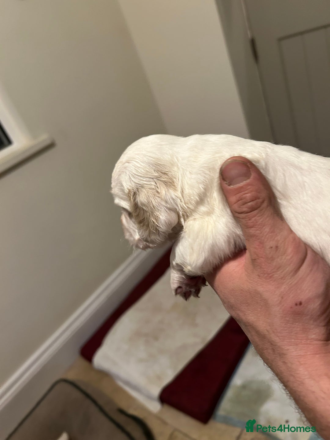 Clumber Spaniel dogs for sale: Clumber spaniel Puppies For Sale COI 6.4% - Advert 8