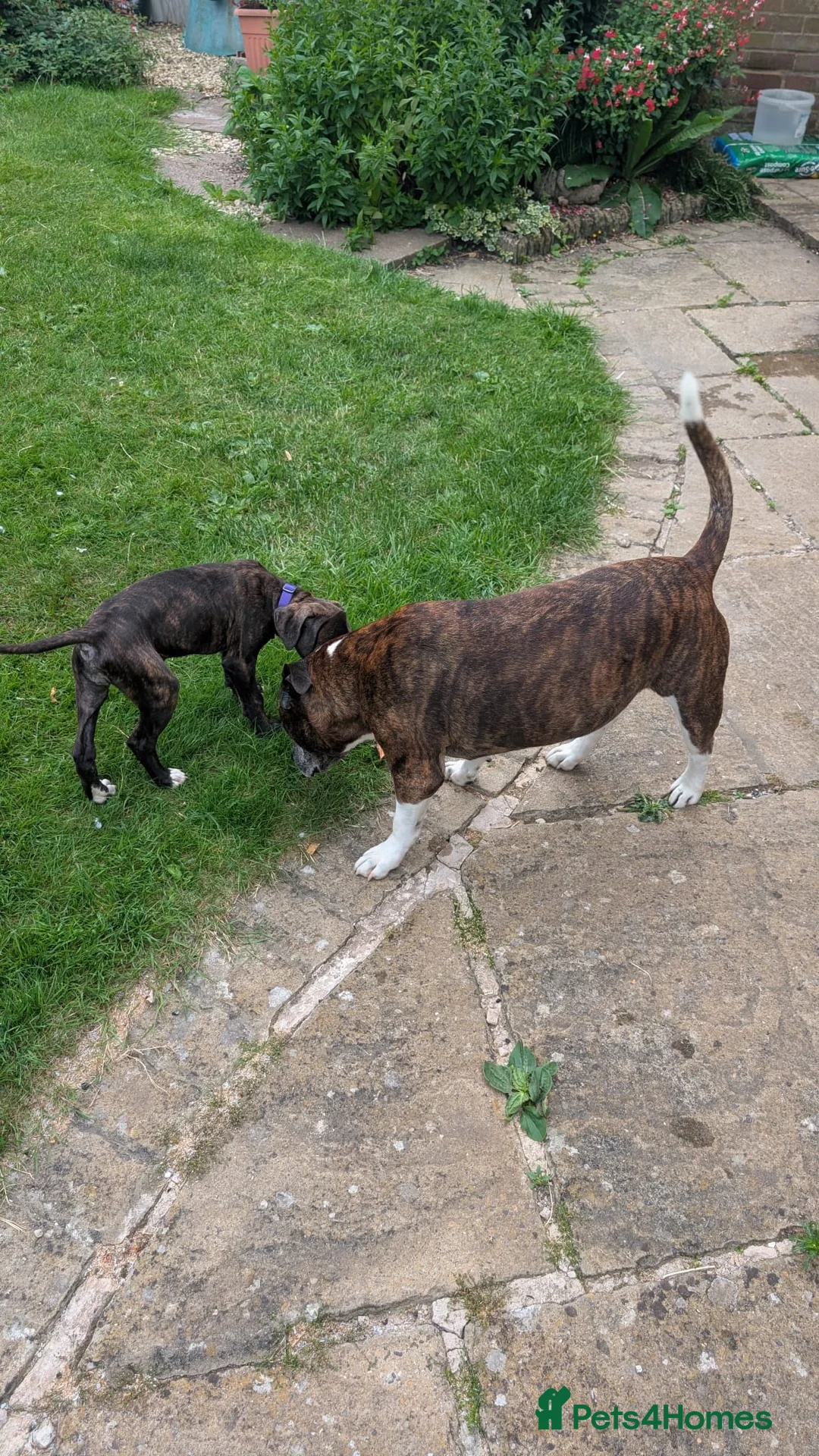Mixed Breed dogs for sale: Staffy cross puppy  - Advert 2