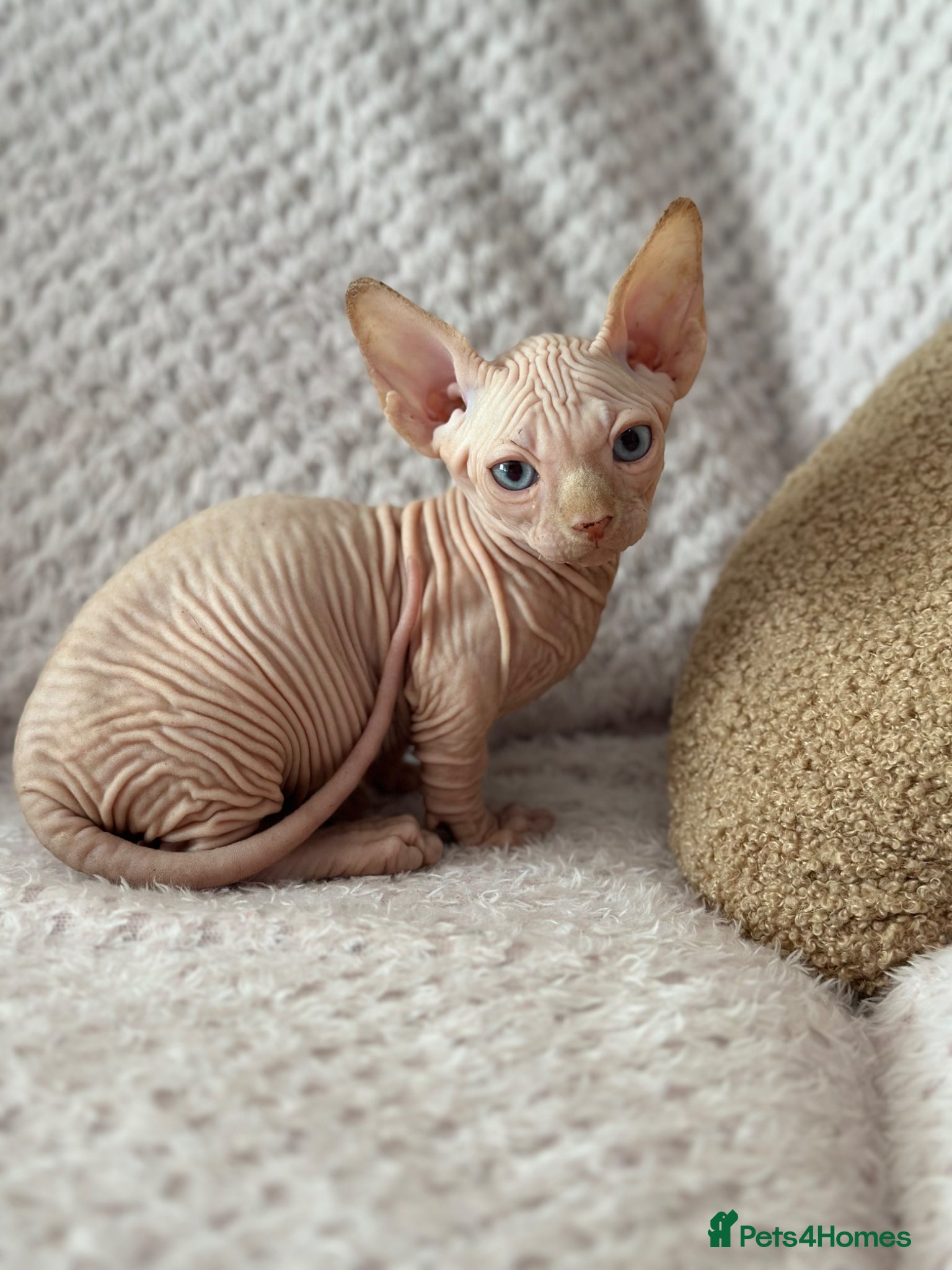 Sphynx cats Canadian sphynx kittens  - Advert 2