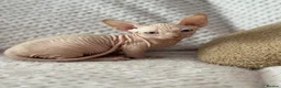 Sphynx cats for sale: Canadian sphynx kittens  - Advert 12