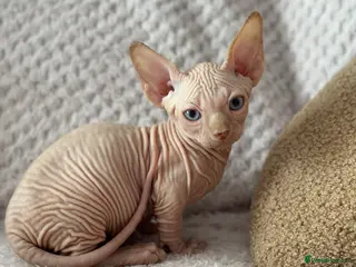 Sphynx cats Canadian sphynx kittens - Advert 2