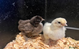 Chickens poultry for sale: HATCHING EGGS - Pekin Bantams  in Warrington - Image 5
