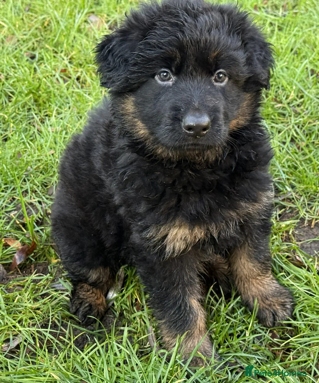 German Shepherd dogs for sale: Long coat GSD Pups With Health tested Parents - Advert 9