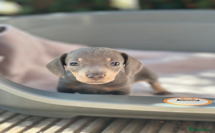 Miniature Dachshund dogs - Advert 4