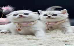 Scottish Fold cats for sale: Beautiful Blue-Eyes Scottish Girl Kittens - Image 1