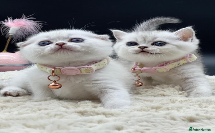 Scottish Fold cats - Advert 1