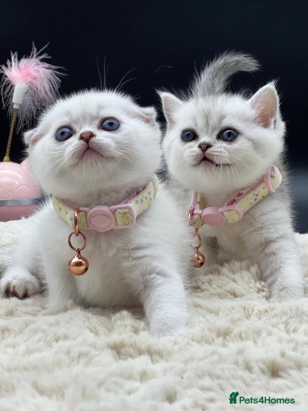 Scottish Fold cats for sale: Beautiful Blue-Eyes Scottish Girl Kittens - Image 1