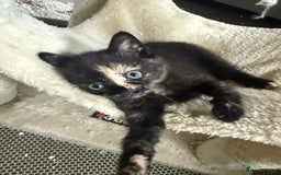 Mixed Breed cats for sale: available: one ginger boy and three girls - Image 6
