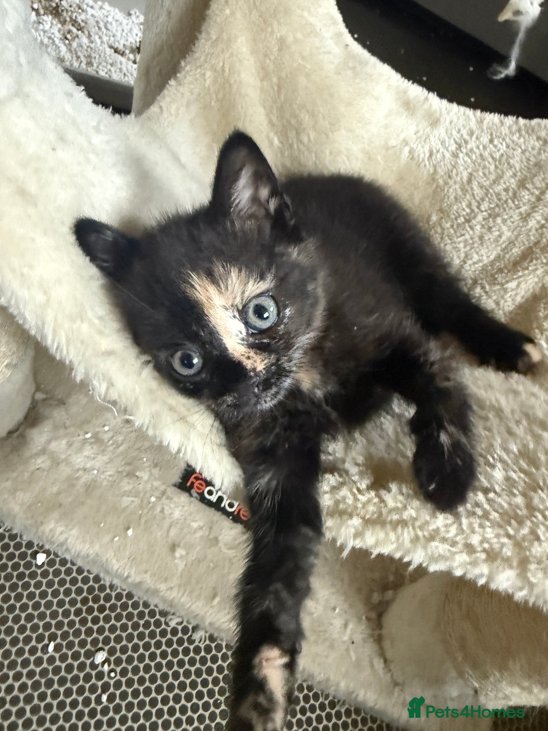 Mixed Breed cats for sale: available: one ginger boy and three girls - Image 6