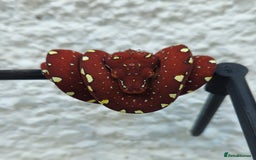 Python Snake reptiles for sale: Green tree Python in Mold - Image 1
