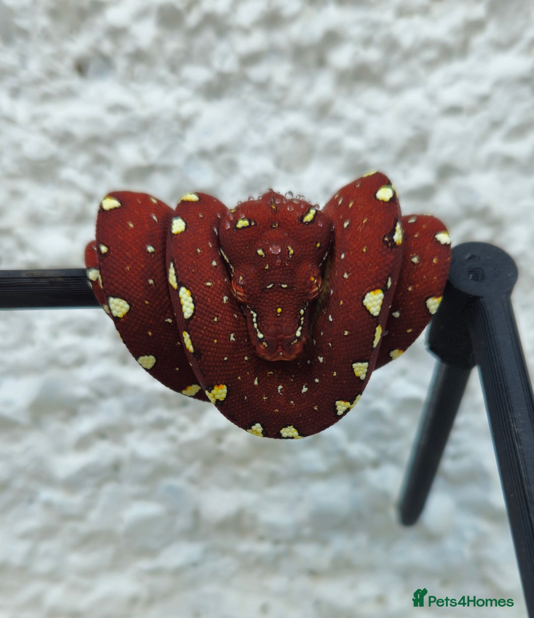 Python Snake reptiles for sale: Green tree Python in Mold - Image 1