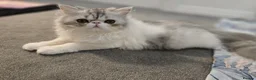Persian cats for sale: Adorable Silver Tabby Persian Kitten for Sale  - Advert 2