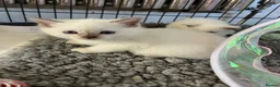 Ragdoll cats for sale: Beautiful full pedigree Ragdoll kittens Seal Blue in Hove - Advert 11