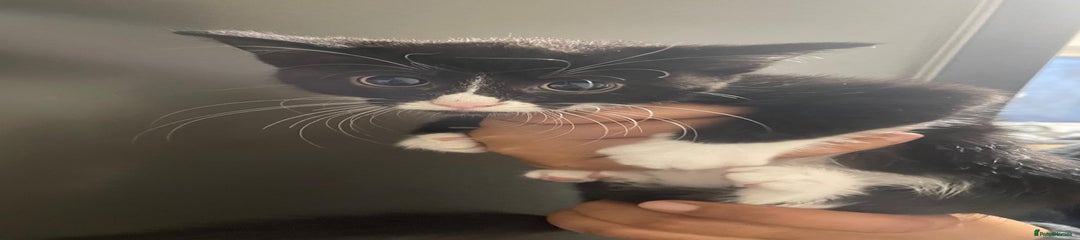 Domestic Shorthair Kitten 3