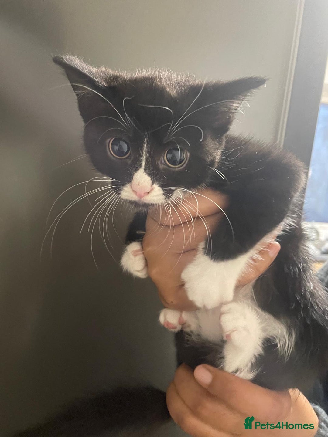 Domestic Shorthair cats for sale: Kittens For Sale! - Image 7
